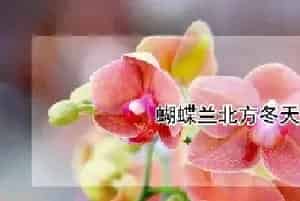 蝴蝶兰北方冬天怎样养