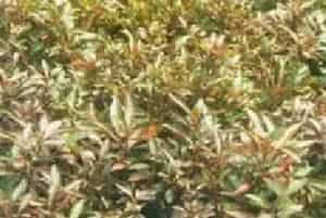 分生繁殖的绿植有哪些?红苋草(苋科莲子草属)红草
