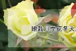 地栽月季花冬天用剪枝吗