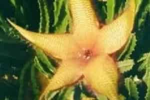 分生繁殖的绿植有哪些?大花犀角(萝藦科豹皮花属)海星花、臭肉花