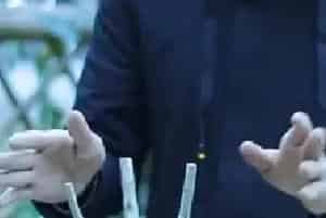 盆栽修剪 | 幸福树能剪成光杆吗