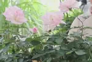 盆栽施肥 | 盆栽月季怎么施肥