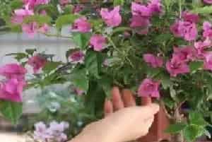 盆景养护管理 | 三角梅掉花苞是怎么回事