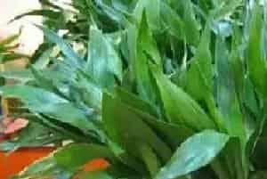 水培植物怎么养？这技巧养殖小技巧一定要学会！