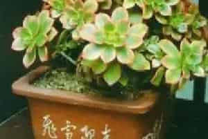 扦插繁殖的绿植有哪些?夕映爱(景天科莲花掌属)