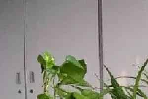 常用的植物水培方法有哪些?这四种方法值得推荐