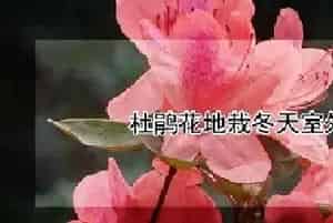 杜鹃花地栽冬天室外能过冬吗