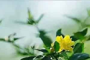 迎春花能水培栽种吗?迎春花的水培技术要点