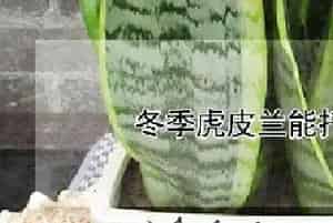 冬季虎皮兰能扦插活吗