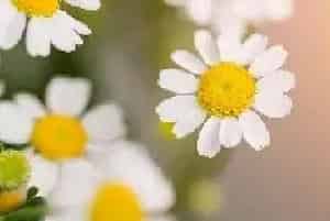 鲜花花语
