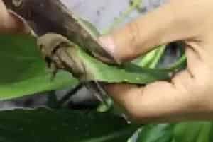 盆栽修剪 | 盆栽白掌怎么修剪