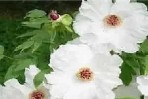 白芍田间管理技术