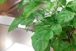水培幸福树的养殖方法和注意事项