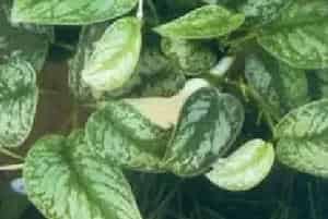 扦插繁殖的绿植有哪些?星点藤(天南星科藤芋属)银星绿萝