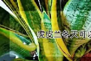 虎皮兰冬天可以扦插吗