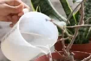 盆栽施肥 | 移栽的三角梅什么时候施肥