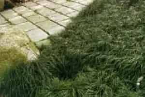 播种繁殖的绿植有哪些?麦冬(百合科沿阶草属)沿阶草、麦门冬
