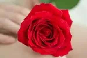 玫瑰花语每朵代表什么