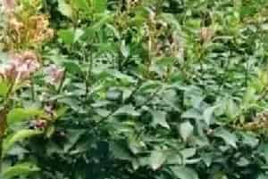 扦插繁殖的绿植有哪些?什锦丁香(木犀科丁香属)