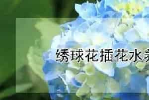 绣球花插花水养多少天