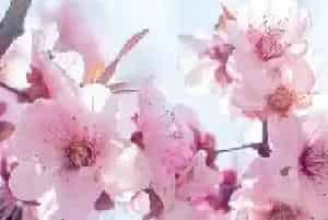 海棠的花语和寓意