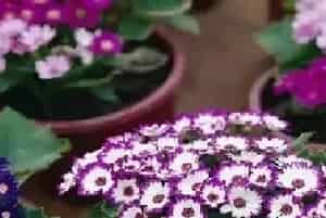 盆栽育苗 | 瓜叶菊的繁殖方法及育苗管理