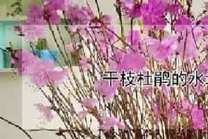 干枝杜鹃的水培方法
