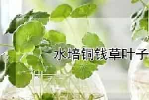 水培铜钱草叶子边缘焦枯