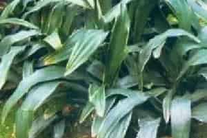 分生繁殖的绿植有哪些?万年青(百合科万年青属)开喉剑、冬不凋