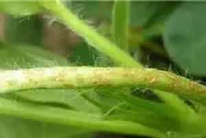 怎么防治和治疗花生疮痂病