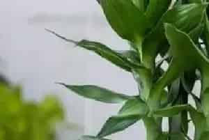 荷花竹的风水作用 荷花竹摆放在哪里好