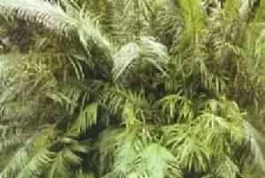 扦插繁殖的绿植有哪些?仙湖苏铁(苏铁科苏铁属)