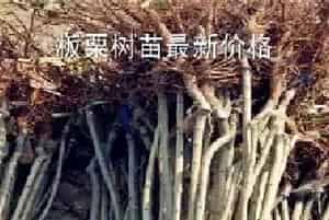 板栗树苗最新价格多少钱一棵？栽培几年结果？