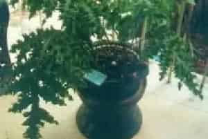 播种繁殖的绿植有哪些?卤蕨(卤蕨科卤蕨属)金蕨