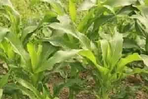 玉米施肥的办法与堤防事项
