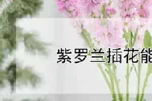 紫罗兰插花能活几天