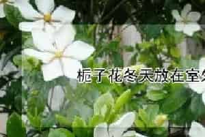 栀子花冬天放在室外会冻死吗