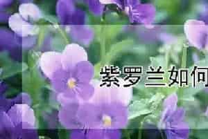 紫罗兰如何插花
