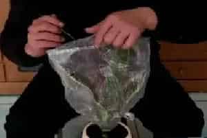 盆景养护管理 | 虎皮兰冬天能养活吗