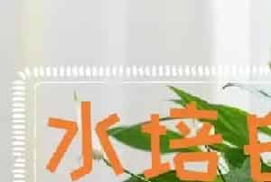 水培白掌怎么养才能更旺盛？