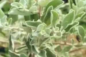 压条繁殖的花卉有哪些?红花玉芙蓉(玄参科玉芙蓉属)玉芙蓉
