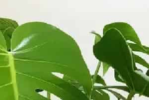龟背竹水培可以活多久？
