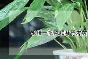 水培一帆风顺叶子发黄下垂怎么救治