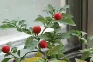 冬珊瑚不结果怎么办?需要如何种植？