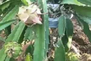 盆景养护管理 | 火龙果花期管理的四个要点