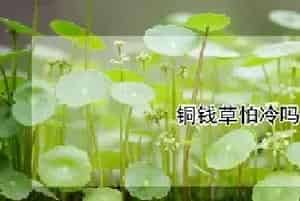 铜钱草怕冷吗冬天