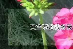 天竺葵地栽冬天会冻死吗