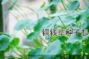 铜钱草种子怎么水培