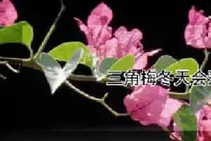 三角梅冬天会落叶吗
