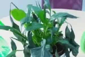 盆景养护管理 | 白掌叶子枯萎还能活吗